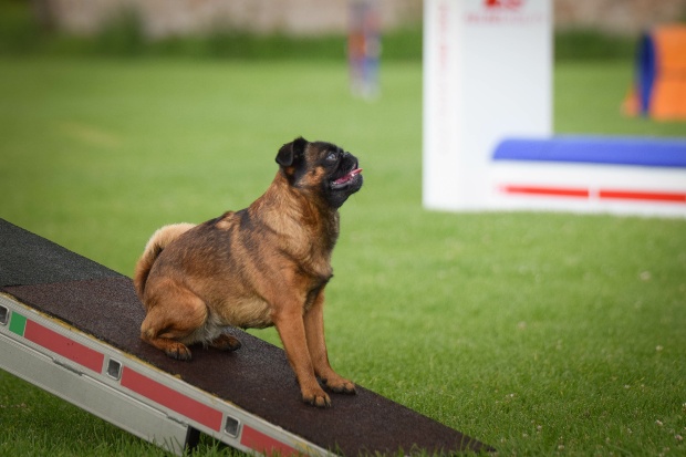 Hund auf einem Hindernis als Teil von Degility Training