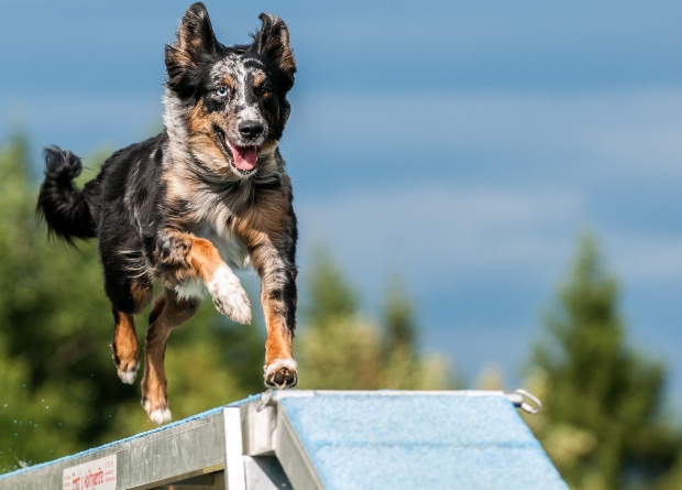 Hund läuft über einen Steg eines Degility Kurses