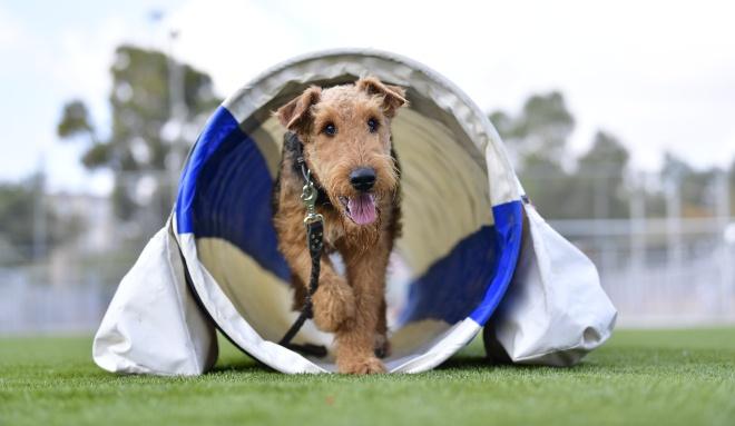 Degility – der entspannte Hundesport