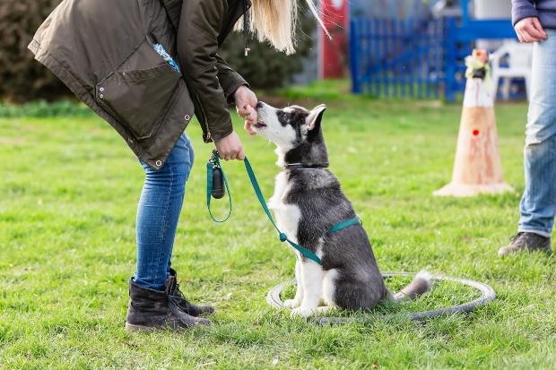 Hund bekommt Leckerlich von Frauchen beim Degility Training