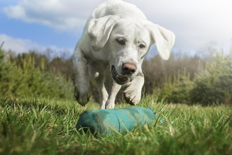 Hund Apportieren beibringen: Tipps und Tricks