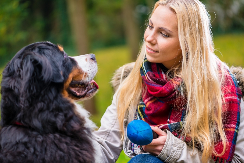 Apportierspiele mit dem Hund Apportieren ueben