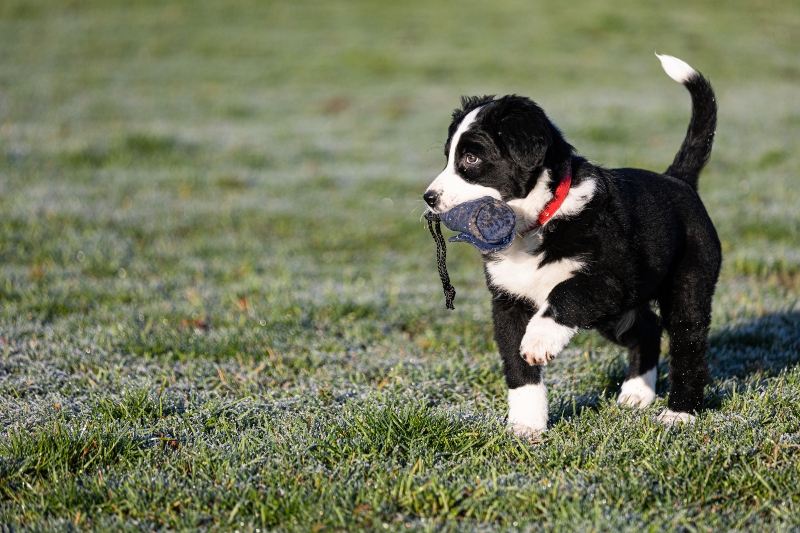 Border Collie Welpe spielt mit Futterdummy Apportieren ueben