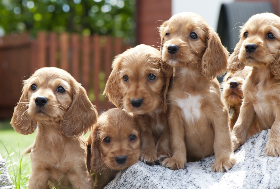 Cocker Spaniel Welpen Hund kaufen oder adoptieren