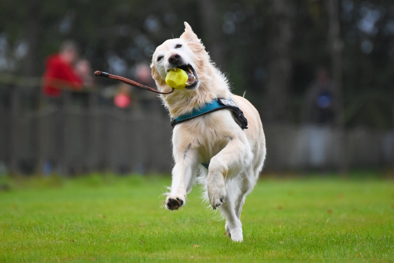 Golden Retriever spielt mit einem Ball Apportieren ueben