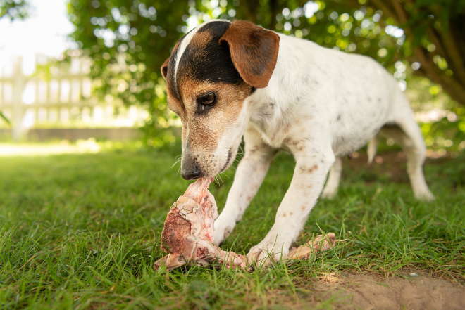 Hund schlingt HundeKausnacks Magazin