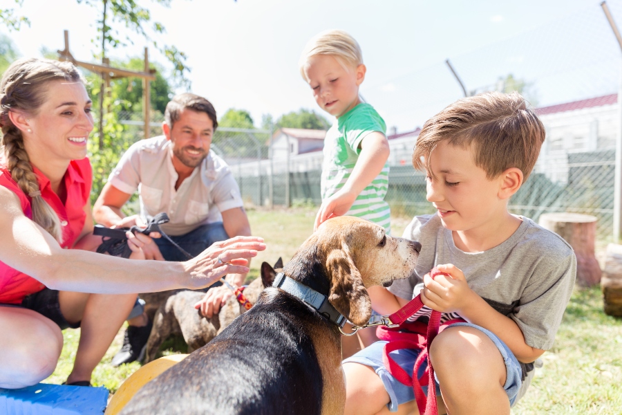 Hund kaufen oder adoptieren? - Hunde-Kausnacks Magazin