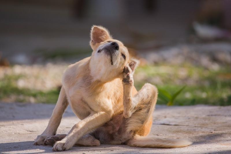 Juckreiz bei Hunden