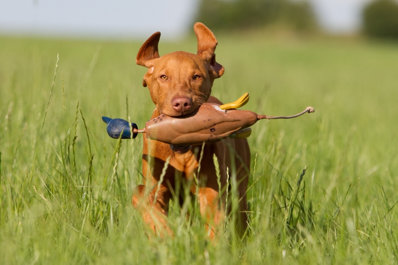 Magyar Vizsla mit Dummy-Ente Apportieren ueben