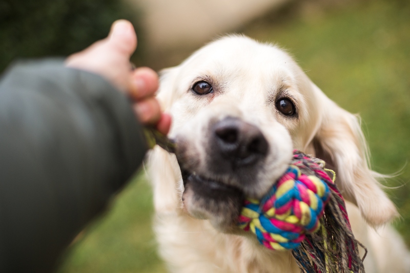 Spielender Hund Apportieren ueben