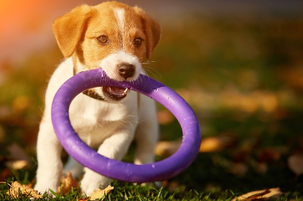 Welpe mit einem Ring zum Spielen 