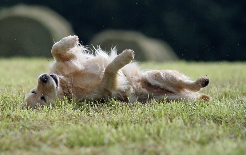 golden-retriever-waelzt-sich juckreiz-bei-hunden