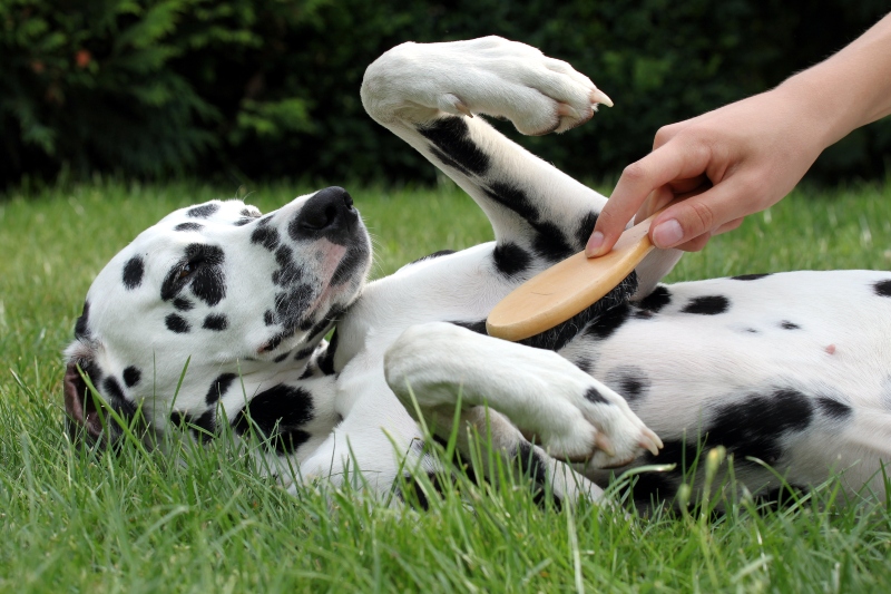 hund-buersten