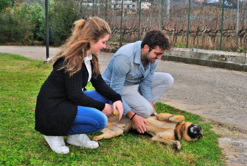 hund-kraulen-kratzen juckreiz-bei-hunden