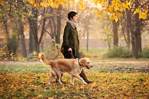 Spazieren gehen mit dem Hund 