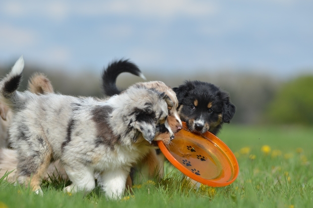 Zwei Australien Shepherds in der Hundeschule