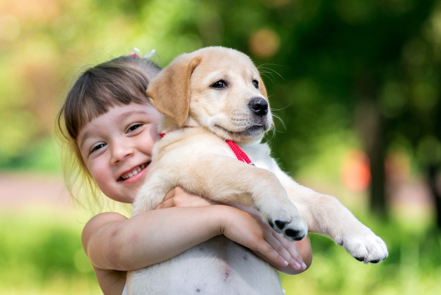 kleines-maedchen-mit-einem-golden-retriever-welpen Hund kaufen oder adoptieren