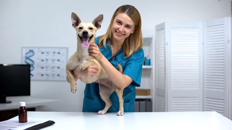 tierarzt-hund-juckreiz juckreiz-bei-hunden