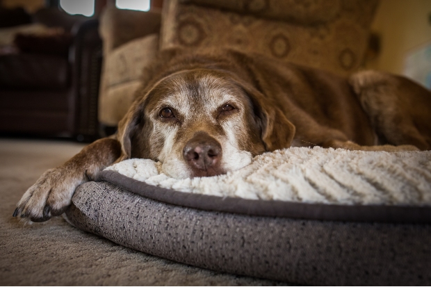 Trauriger Hund in seinem Bettchen