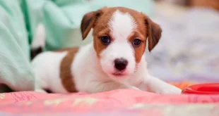 Welpe zieht ein und liegt auf dem Sofa