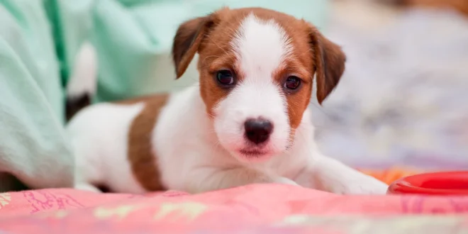 Welpe zieht ein und liegt auf dem Sofa