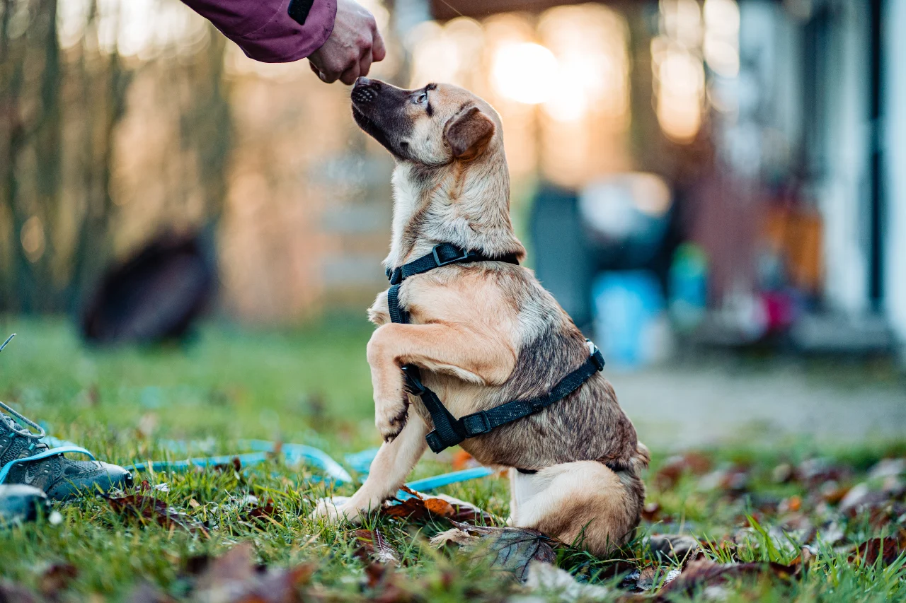 Welpen erziehen und positive Verstärkung trainieren