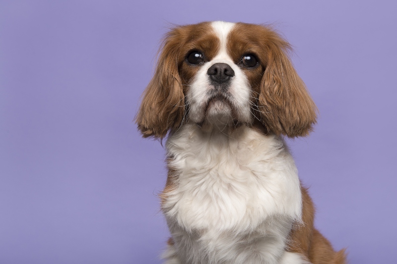 Cavalier King Charles Spaniel Stadtwohnung