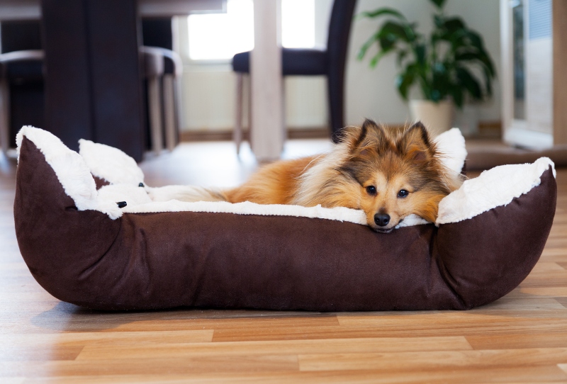 Sheltie Hund im Koerbchen Stadtwohnung