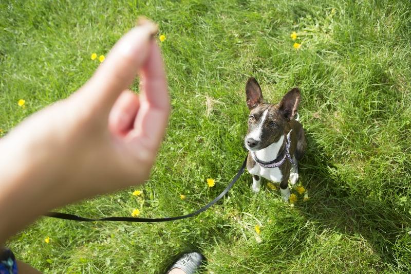 Trainingshappen als Belohnung fĂŒr Hunde