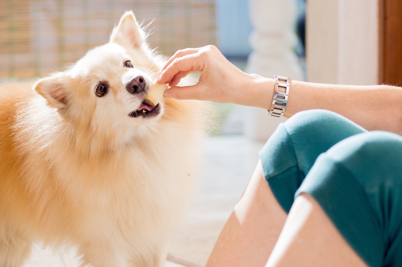 es-gibt-verschiedene-trainingshappen-fuer-hunde