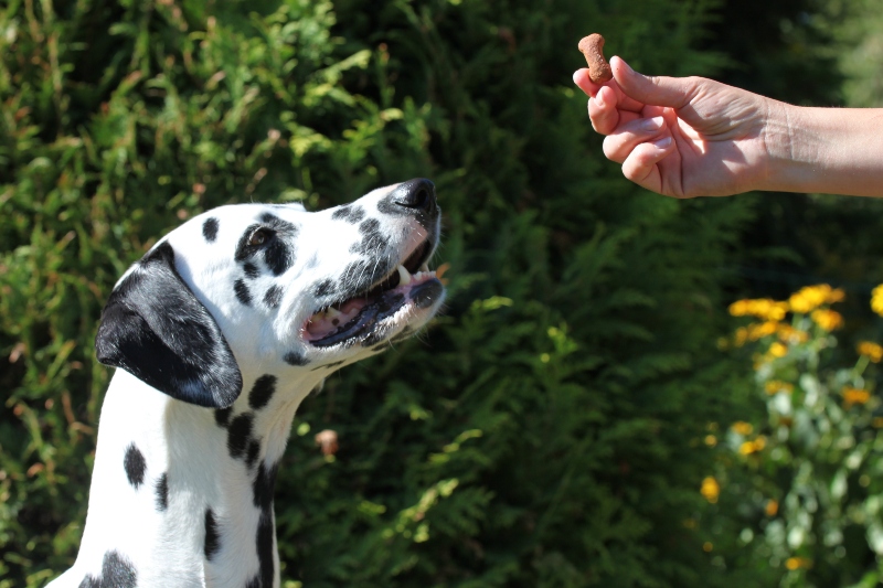 hund-mit-trainingshappen-belohnen