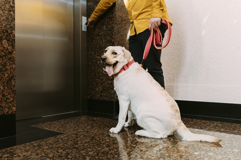 hund-stadtwohnung-lift-aufzug