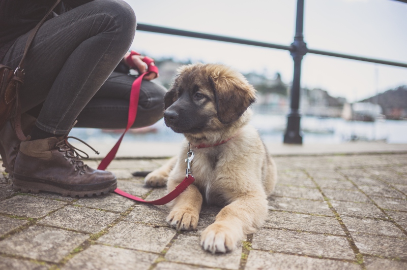 leonberger Stadtwohnung