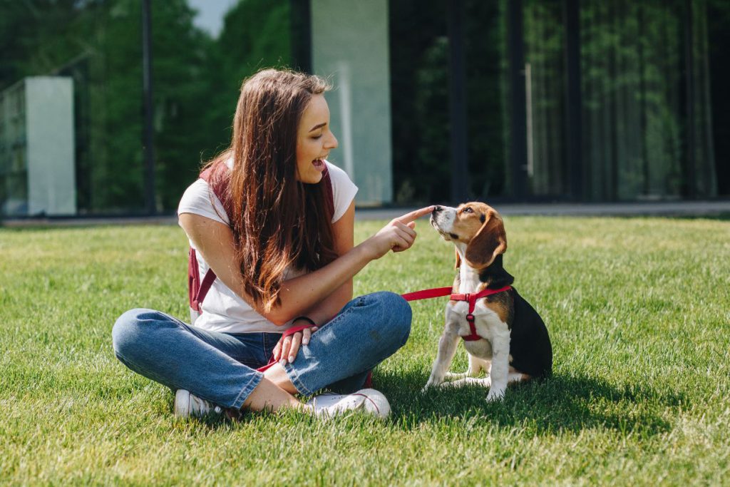 Glückliche junge brünette Frau sitzt mit niedlichen kleinen Beagle-Welpen auf dem grünen Gras Rasen im Freien.