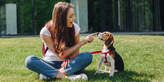 Beagle Hund I Hunde-Kausnack