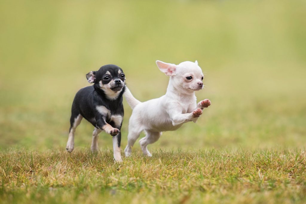 zwei glückliche Chihuahua Welpen laufen I Hunde-Kausnack