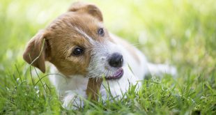 kleine Hunderassen I Hunde-Kausnack