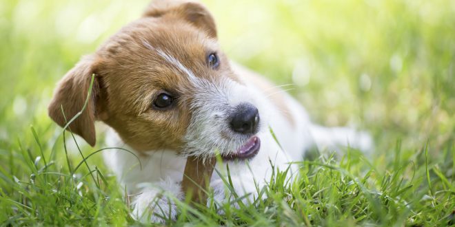 kleine Hunderassen I Hunde-Kausnack