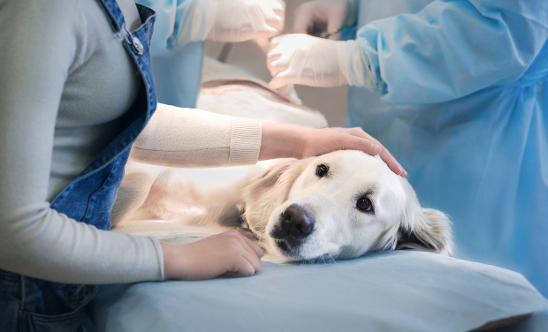 Ein Hund liegt bei einem Tierarzt auf dem OP-Tisch Hat sich der Hund überfressen?