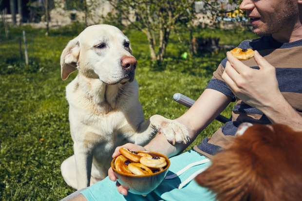 Ein Hund bettelt sein Herrchen an, ihm etwas von seinem Essen abzugeben