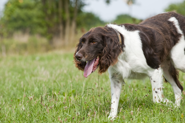 Ein hechelnder Hund lässt den Kopf hängen. Hat sich der Hund überfressen?