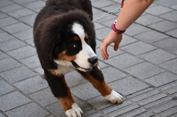 Ein ängstlicher Hund schreckt vor der einer ausgestreckten Hand zurück Unsicherheit bei Hunden