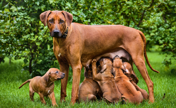 Eisenmangel beim Hund HundeKausnacks Magazin