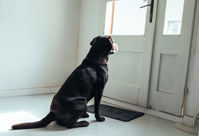 Ein Hund sitzt vor der Tür und warten auf die Rückkehr seines Herrchens