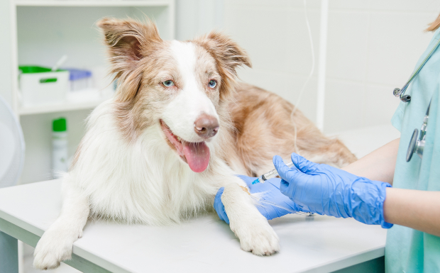 Ein Hund liegt bei einem Tierarzt auf dem Untersuchungstisch Eisenmangel