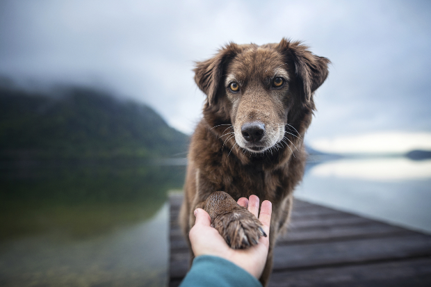 Ein ängstlicher Hund reicht beim Training seinem Herrchen vorsichtig das Pfötchen Unsicherheit bei Hunden