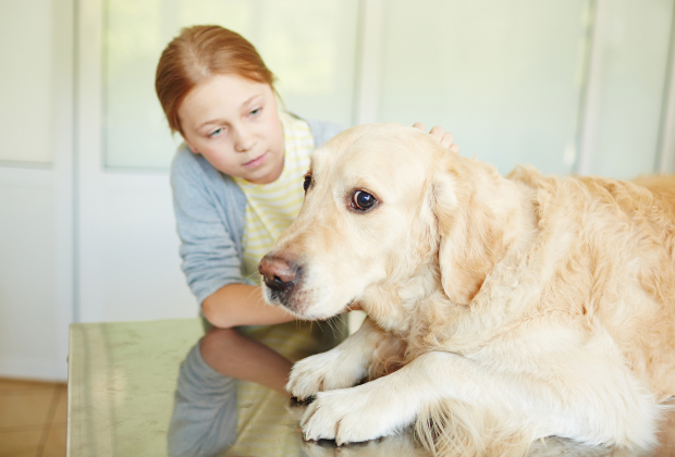 Ein Hund blickt vorsichtig drein, während ein kleines Mädchen versucht, ihn zu beruhigen Unsicherheit bei Hunden