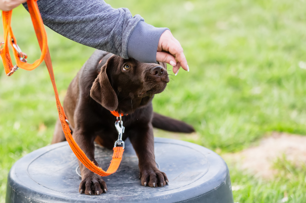 Vorsichtig betritt ein Hund während eines Trainingsprogramms ein Podest Unsicherheit bei Hunden