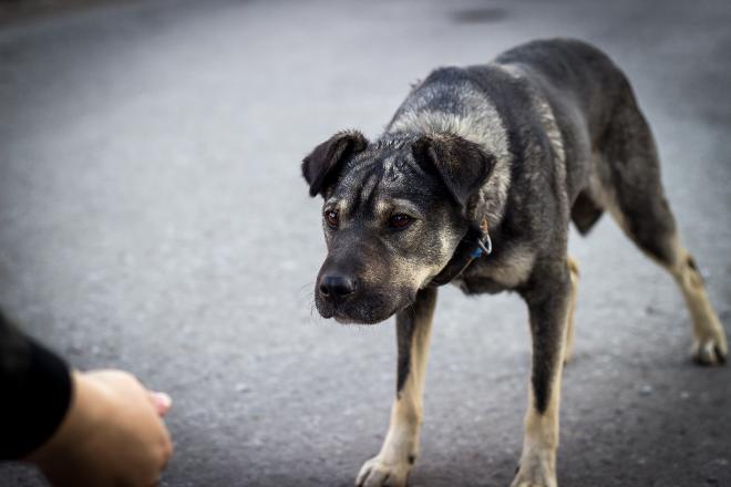 Unsicherheit bei Hunden