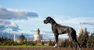 Young black Great Dane poses in the city in the summer